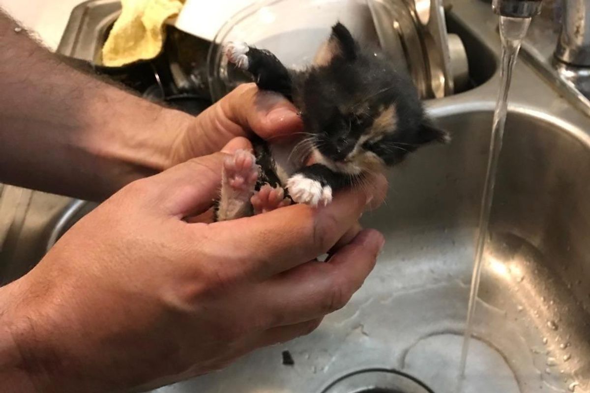 Home Owner Tears Down Wall to Save Kitten Trapped Inside... (with Updates)