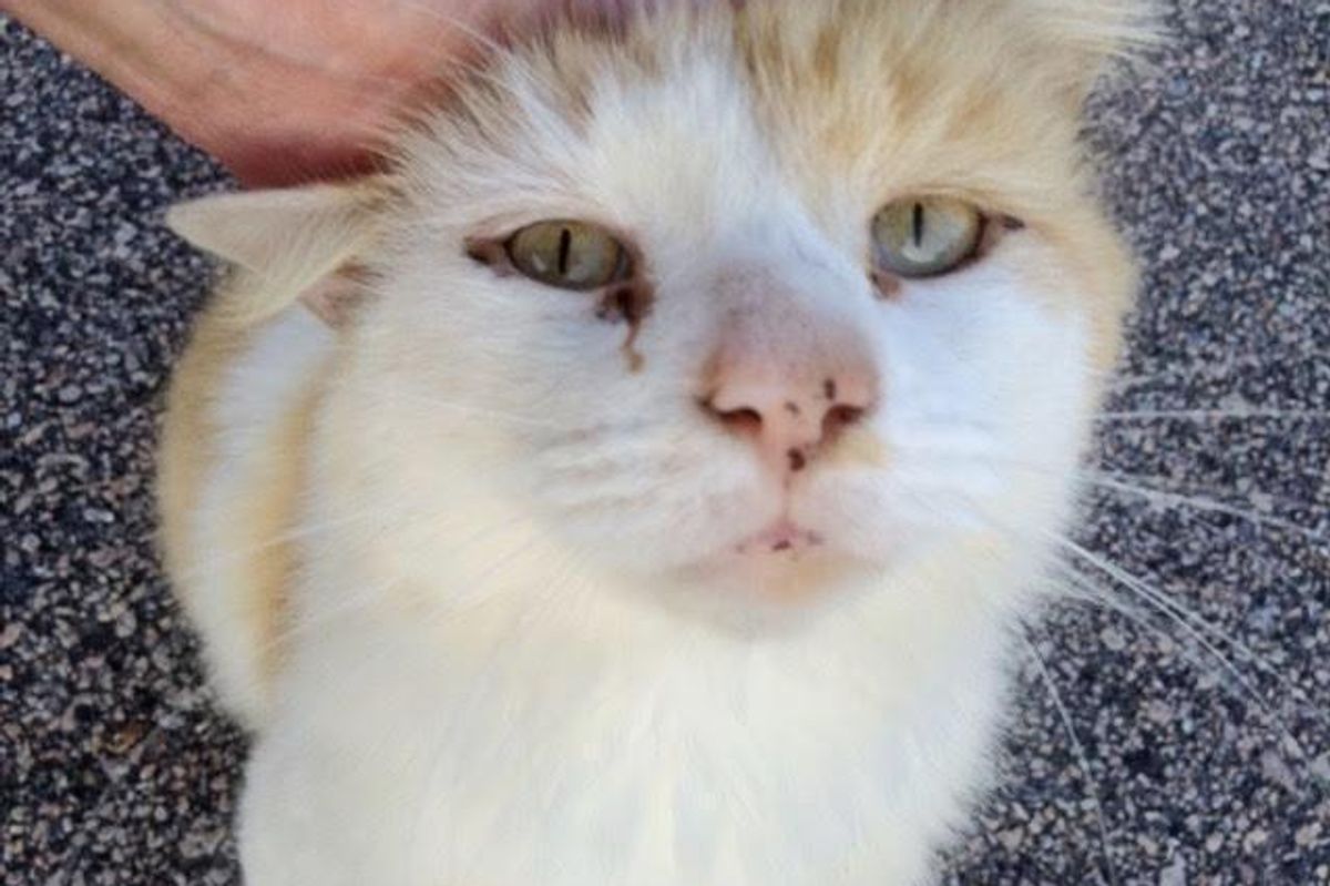 Kind Woman Spent 14 Months Gaining Trust From Fearful Feral Cat So She Could Save Him...
