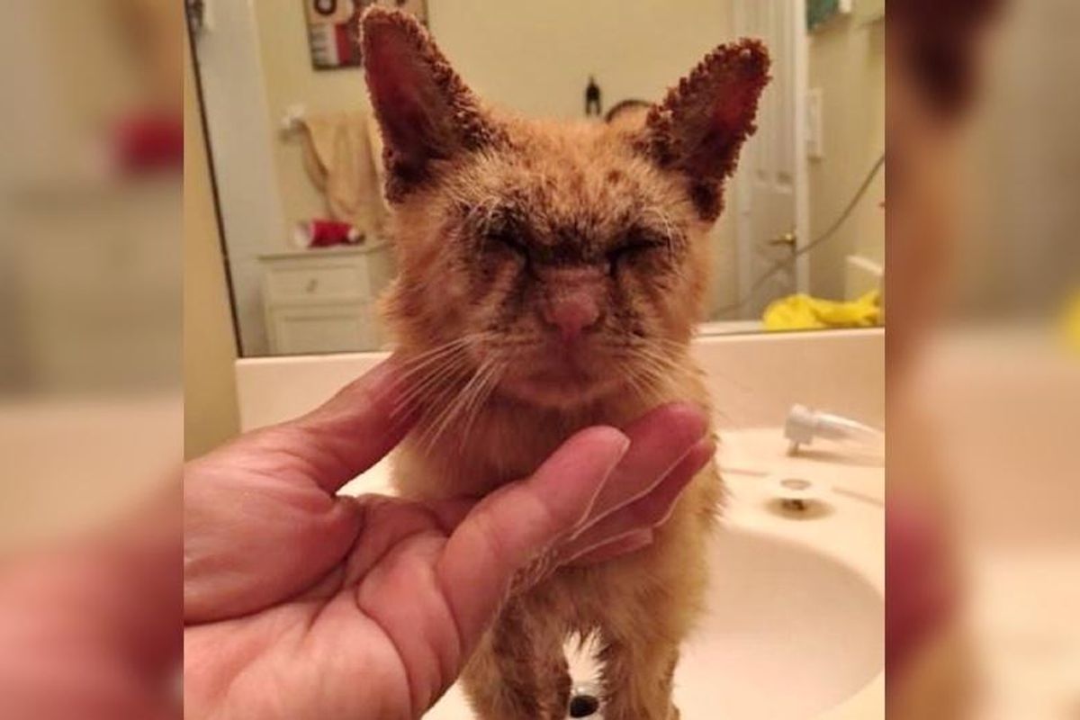 Kitten Couldn't See But Kindness Helps Restore His Beautiful Eyes..