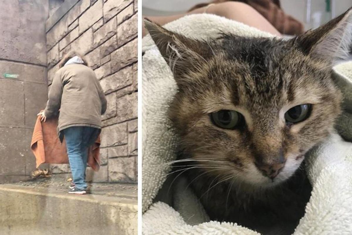Cat Stranded on Expressway Frozen with Fear Until Woman Came to Her Rescue.. (with Updates)