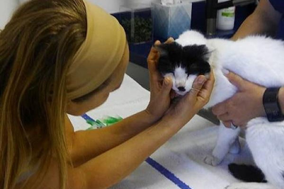 20 Year Old Shelter Cat Can't Stop Thanking His Rescuer After He Was Saved from Uncertain Fate..