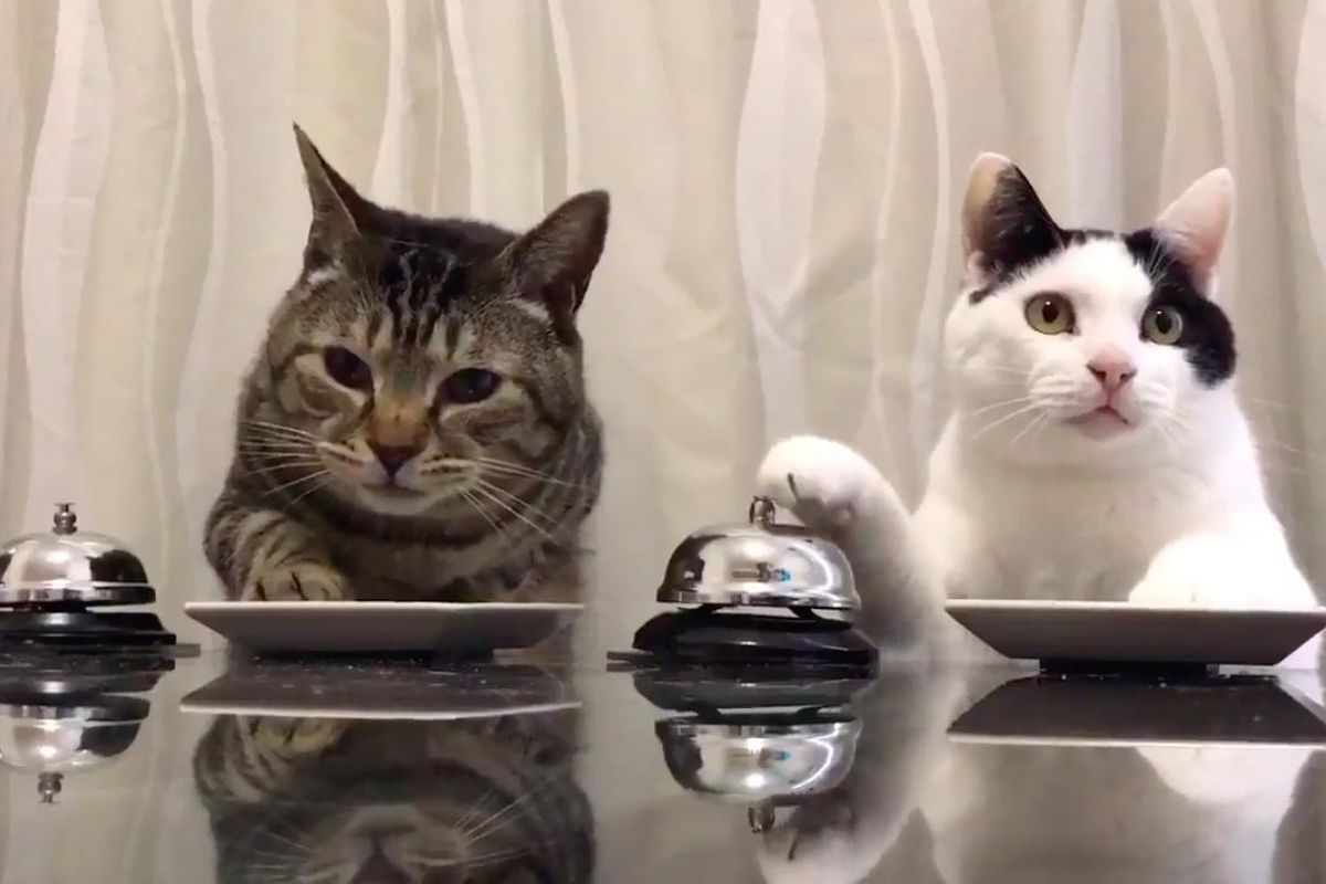 Tabby Cat Taught Feline Friend Bell Trick and Madness Ensues..