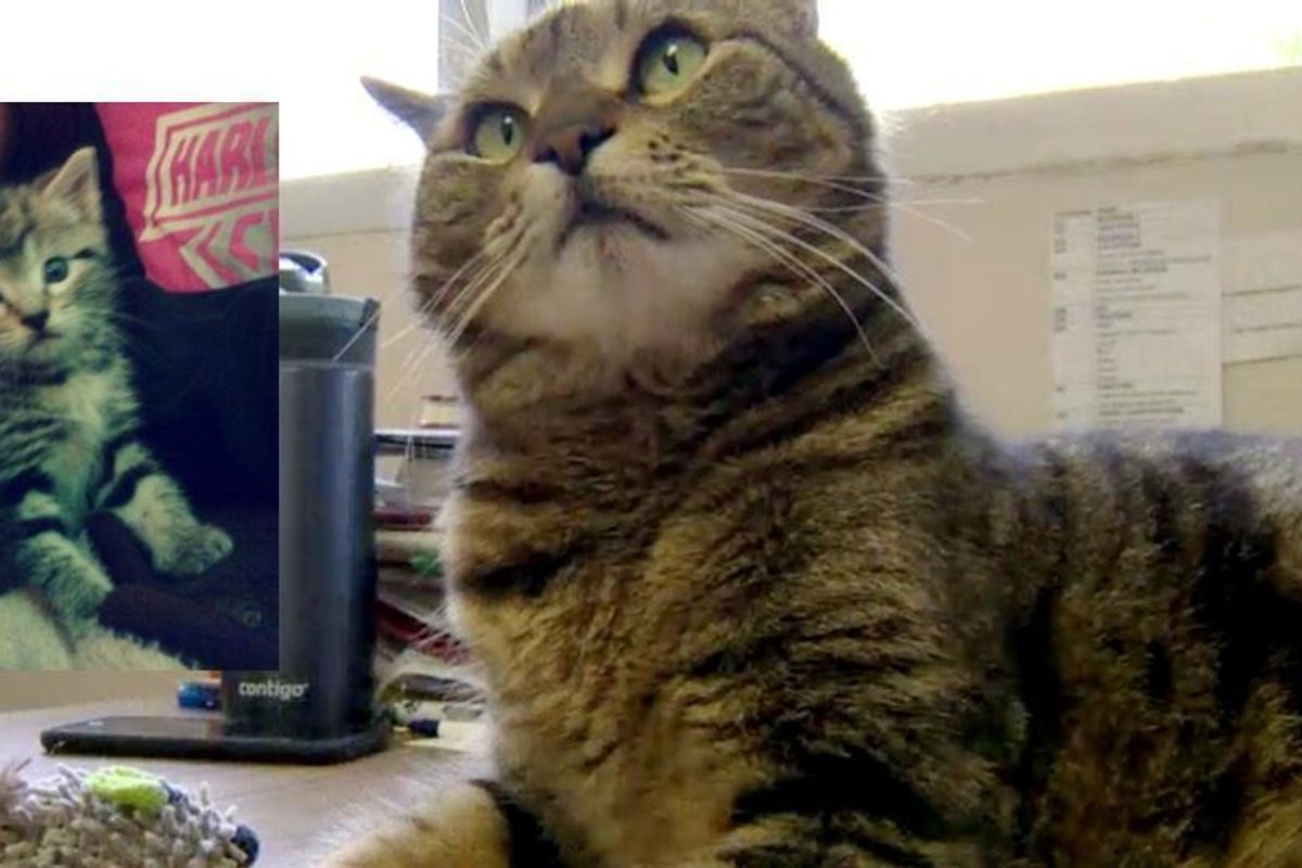 Missing California Cat Showed Up in Ontario Canada 4 Years Later...