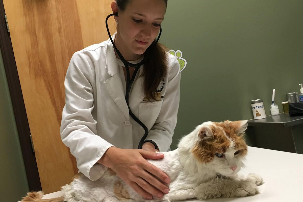 15 Year Old Cat Found Emaciated on Porch Gets Love and His Glorious Fluff Back.. (with Updates)