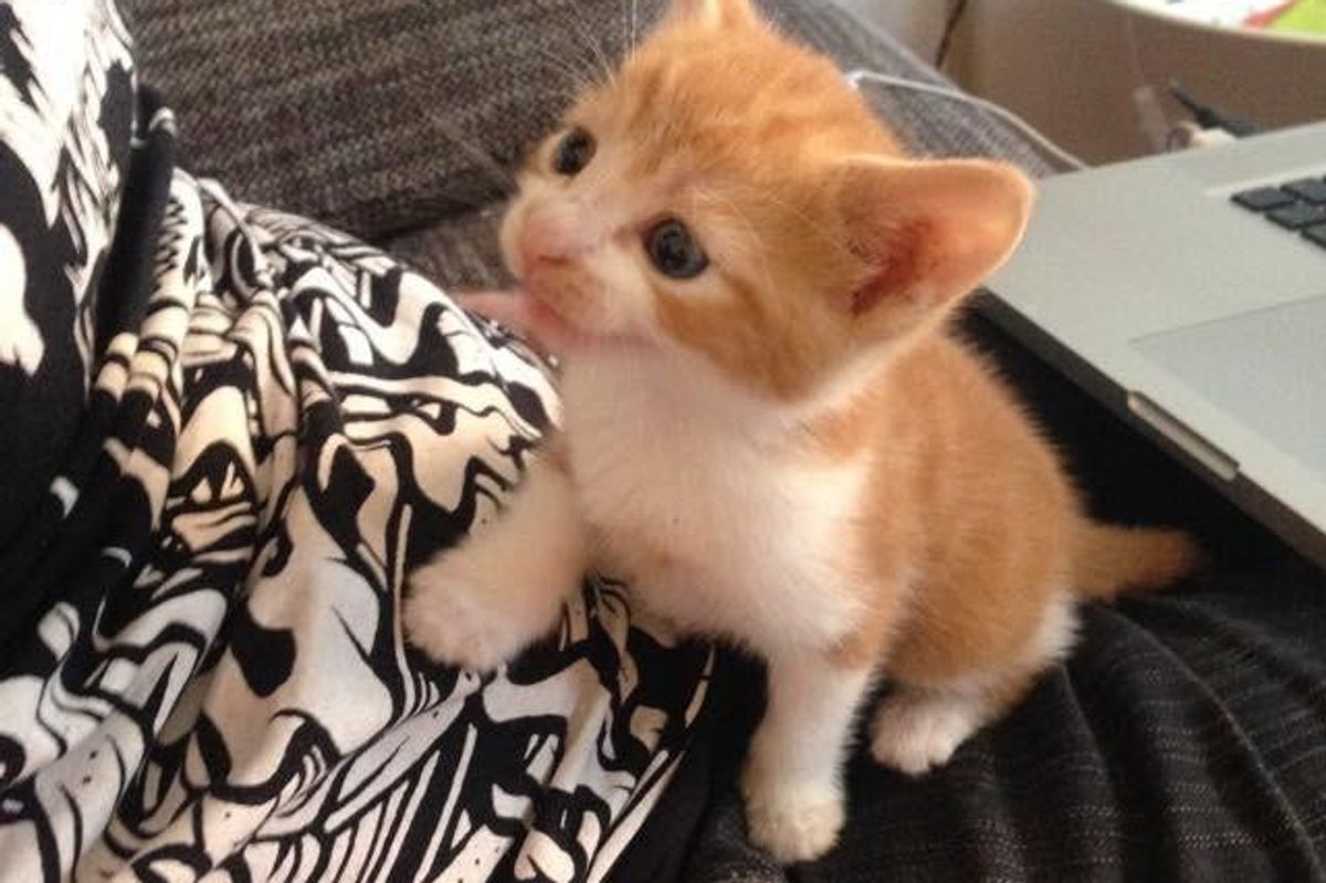 Man Saves Abandoned Kitten Who Cuddles Up to Him Asking for Love...