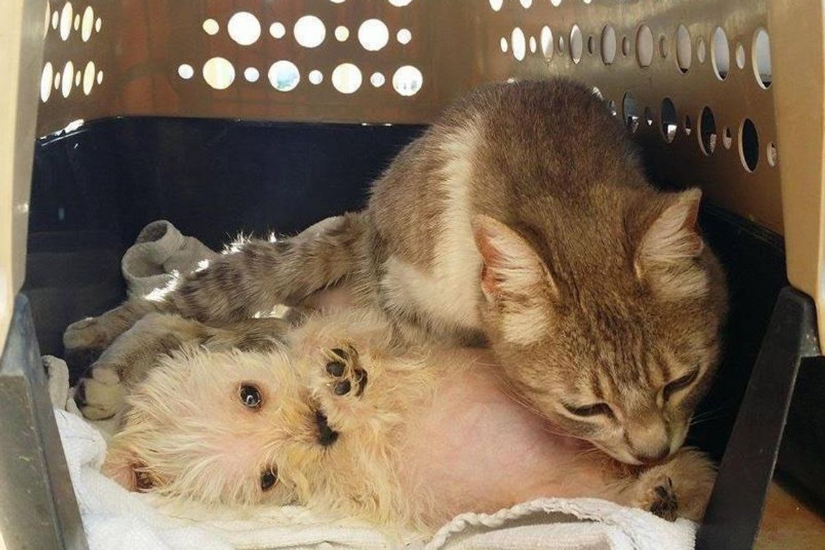 Cat Survives Dog Attack Gives Love to Abandoned Puppy Who Needs a Mom...