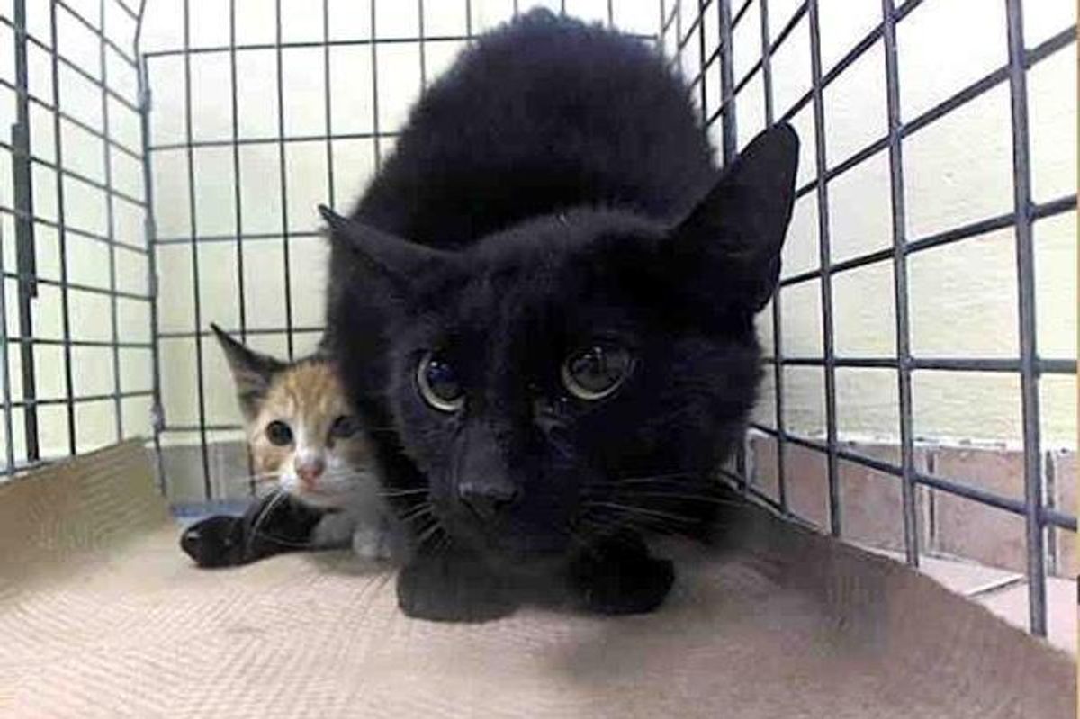 No One Wanted This Fearful Cat But Woman Took Her Home and Changed Everything...