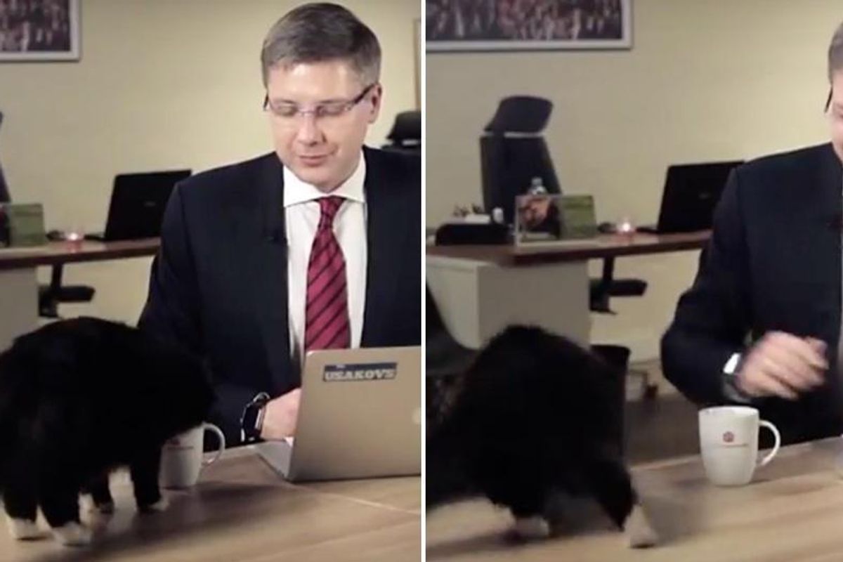 Cat Interrupts Mayor, Struts into Live Interview and Steals the Show...