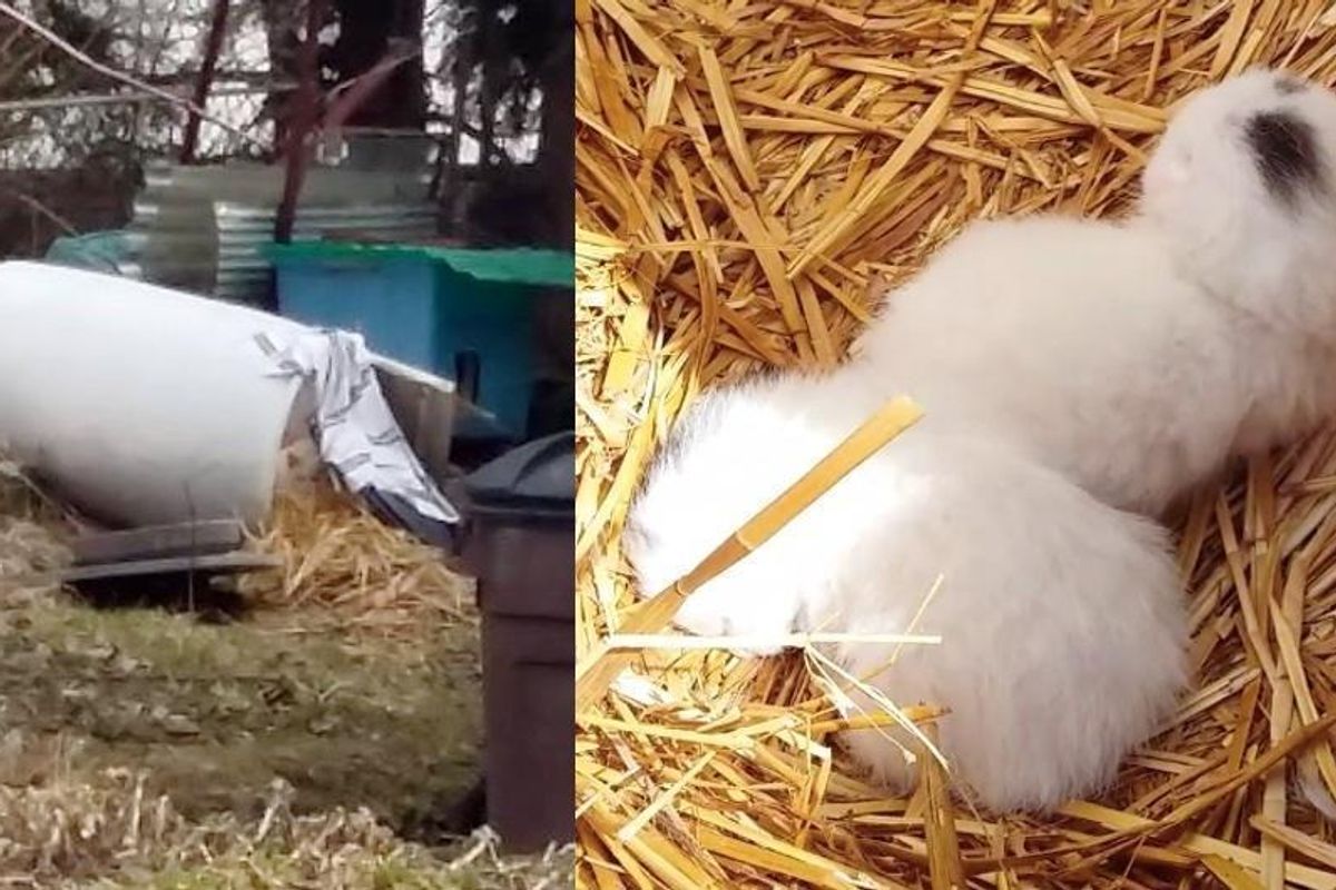 Cat Mama Moved Straw to Nest to Keep Her Babies Safe and Warm Against Bitter Cold..