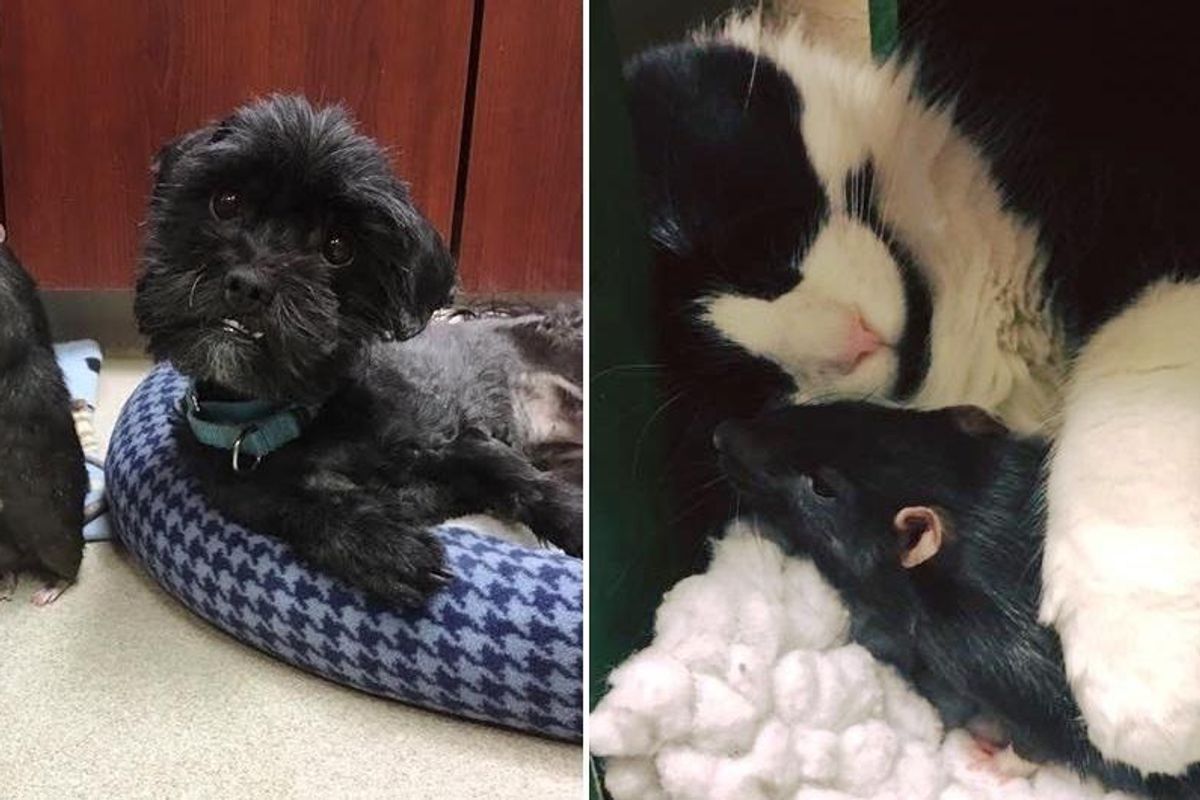 Cat, Dog, Rat Came to Shelter and Couldn't Be Apart, Now A Month Later..