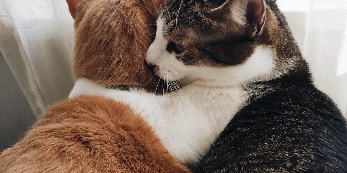 Will 2 Girl Cats Groom Each Other: Surprising Facts Revealed