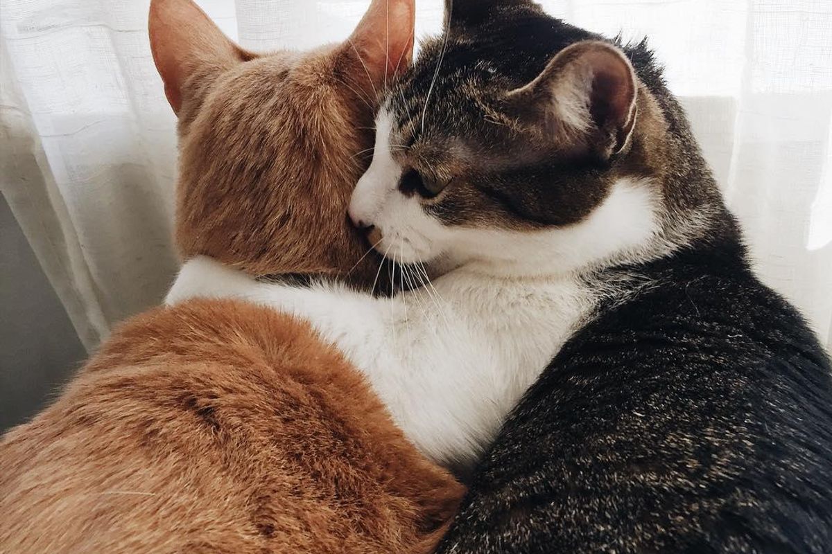 Rescued Cat Can't Stop Cuddling With Another Rescued Kitty Who Didn't Like Him...