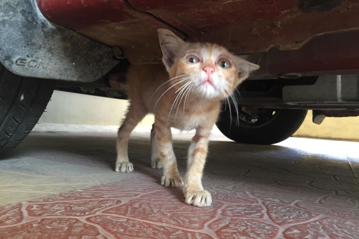 Stray Kitten Found Hiding Underneath Car with Saddest Eyes, What a Difference 6 Months of Love Makes..
