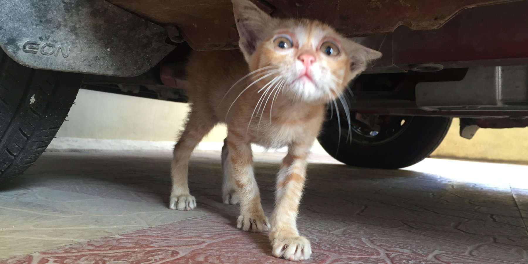 Stray Kitten Found Hiding Underneath Car with Saddest Eyes, What a Difference 6 Months of Love Makes.. - Love Meow