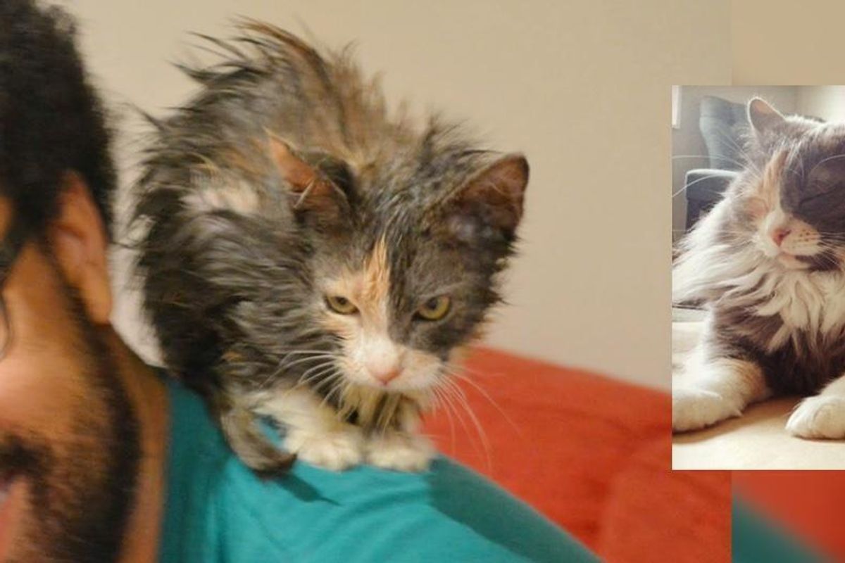Kitten Who Was Brought Back from the Brink, Clings to Her Rescuers, Now 2 Years Later..