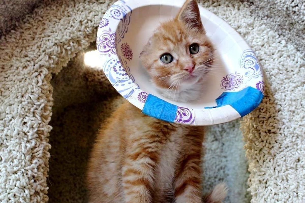 Tiny Kitty Who Lost an Ear Finds Love and All He Wants is to Cuddle..