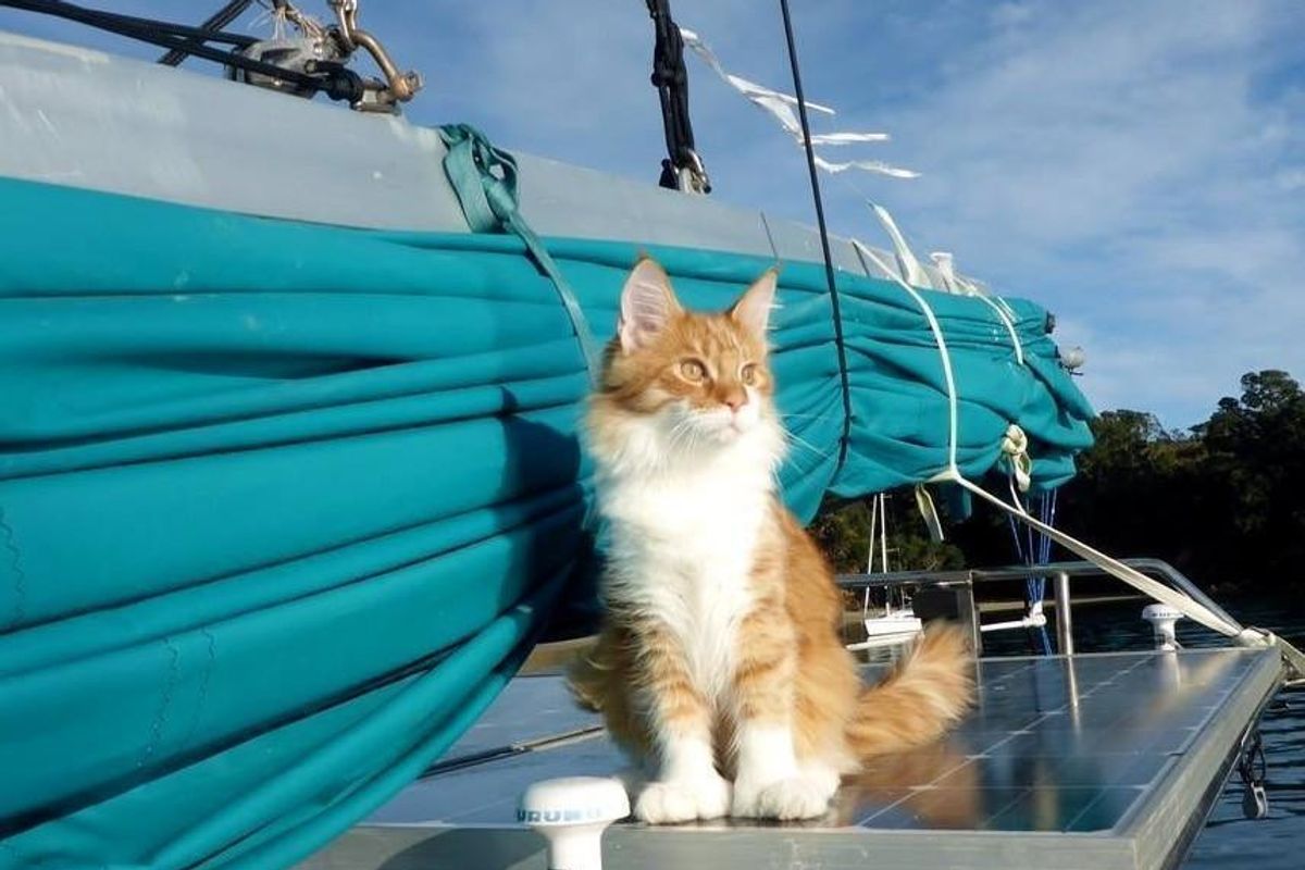 Maine Coon Cat Becomes Deaf Sailor's Ears and Helps Him Navigate at Sea..
