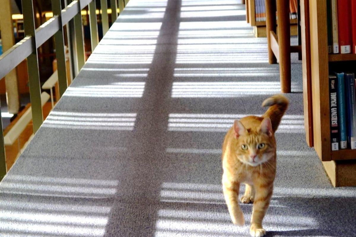 3-legged Library Cat Helps 140 Students De-stress Before Exams...