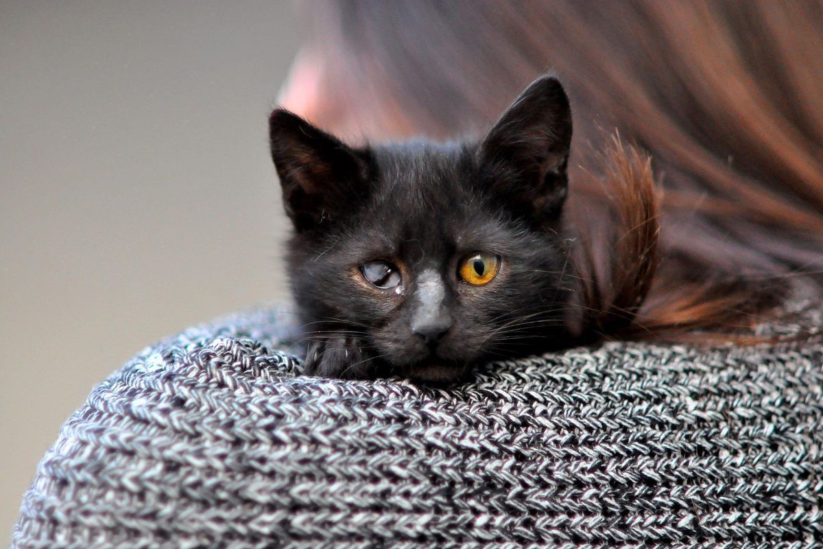 Kitten with 'Imperfect' Eyes is Thankful to Be Saved Along with Her Brother, 5 Months After Rescue..