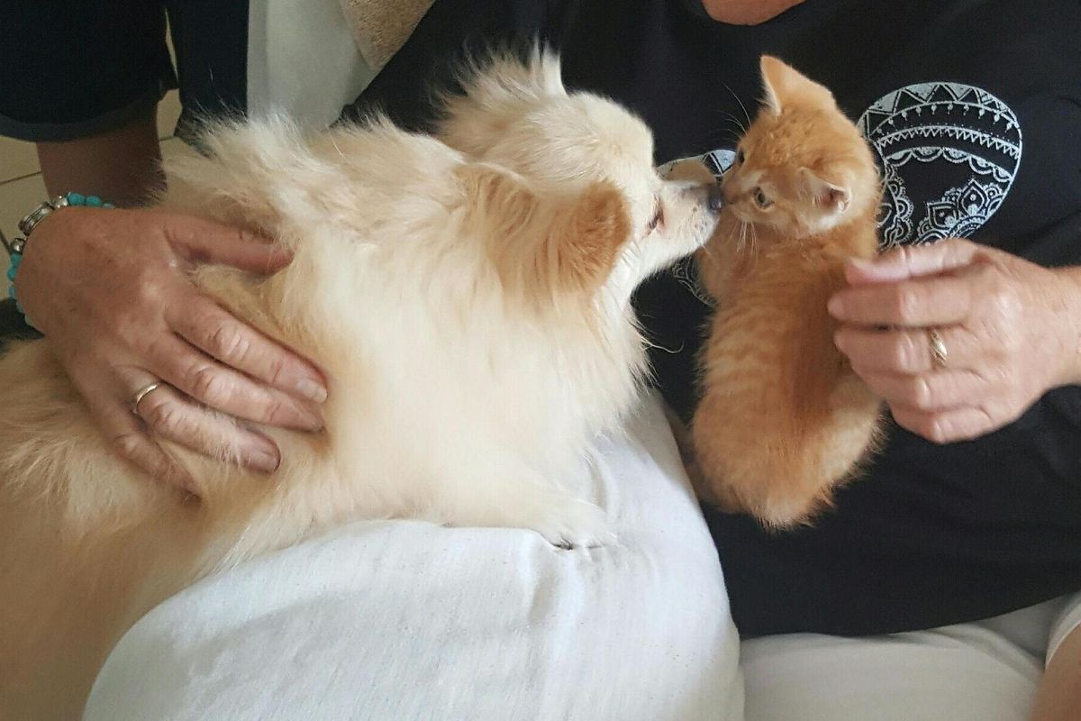 Tiny Kitten Grows Up With Very Protective and Loving Surrogate Dad, Then and Now..