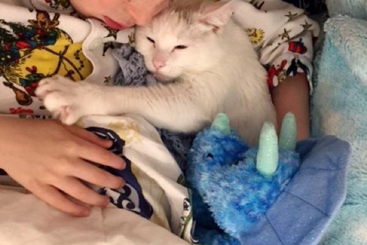 Cat Who Lost Her Own Babies Finds Someone to Love and Care for...