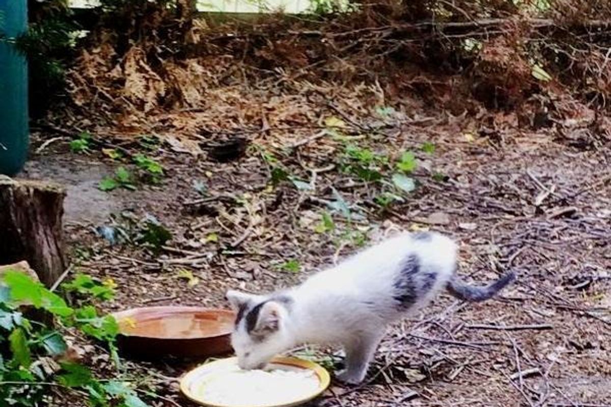Two-legged Kitten Found in Yard Amazes Rescuers with What He Can Do...