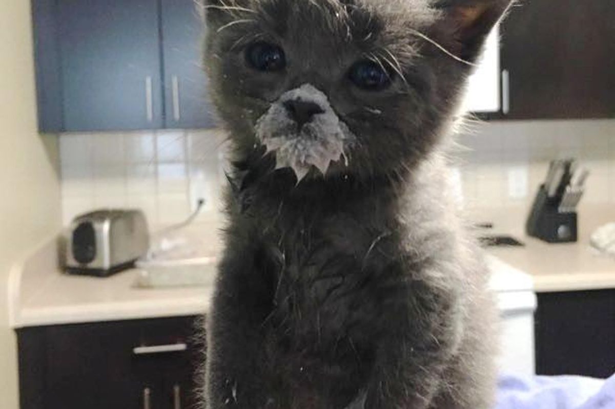 Couple Saves Tiny Orphaned Kitten and Teaches Her to Eat from a Dish...