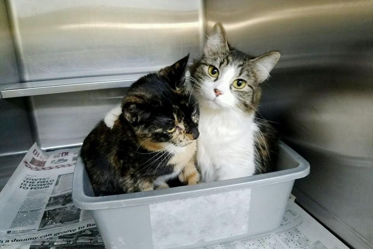 Bonded Cats Never Stop Cuddling At Shelter, Two Hours After Waiting...