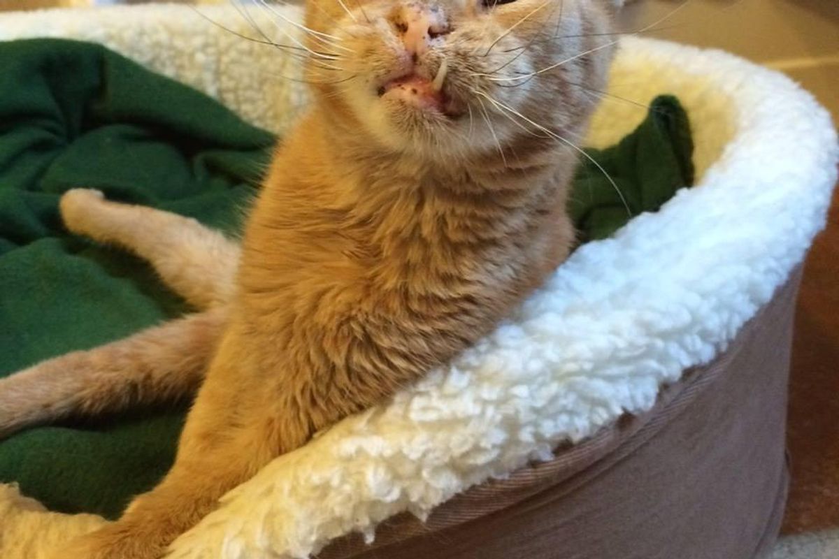 Some Called This Wobbly Cat "Weird" Looking but His Rescuers Know He is Perfect and Handsome..