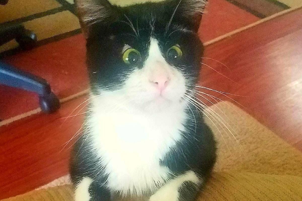 Lost Kitten Looks at Rescuers with Those Eyes, Asking Them to Be His Humans...