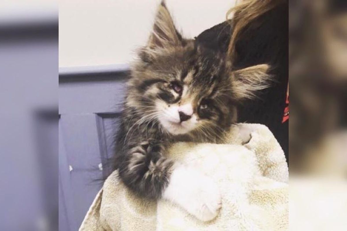 They Take a Chance on Kitten Who was Born with Tiny Eyes, He Can't Stop Cuddling...