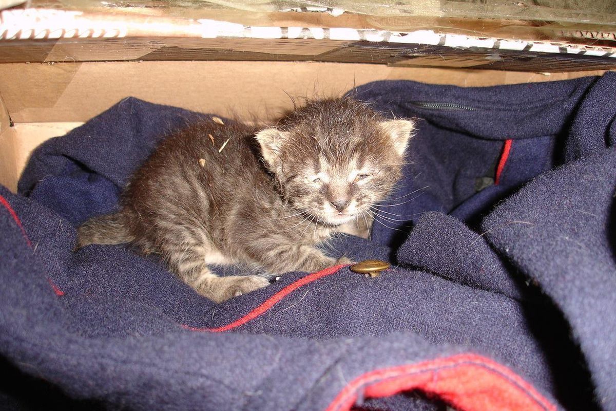 Woman Saves Half Frozen Kitten and Brings Her Back to Life, What a Difference a Few Days Make...