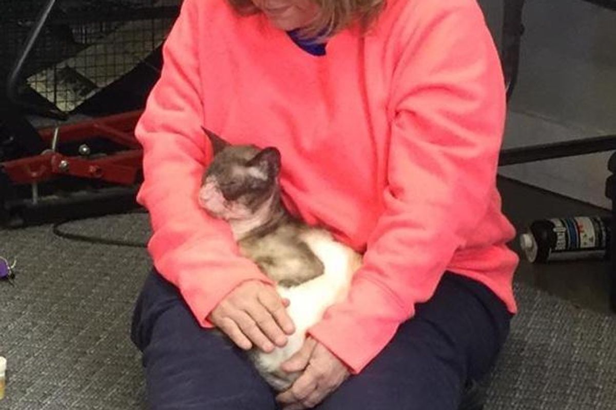 Woman Takes a Chance on a 'Forgotten' Siamese and Brings Back His Glorious Self...