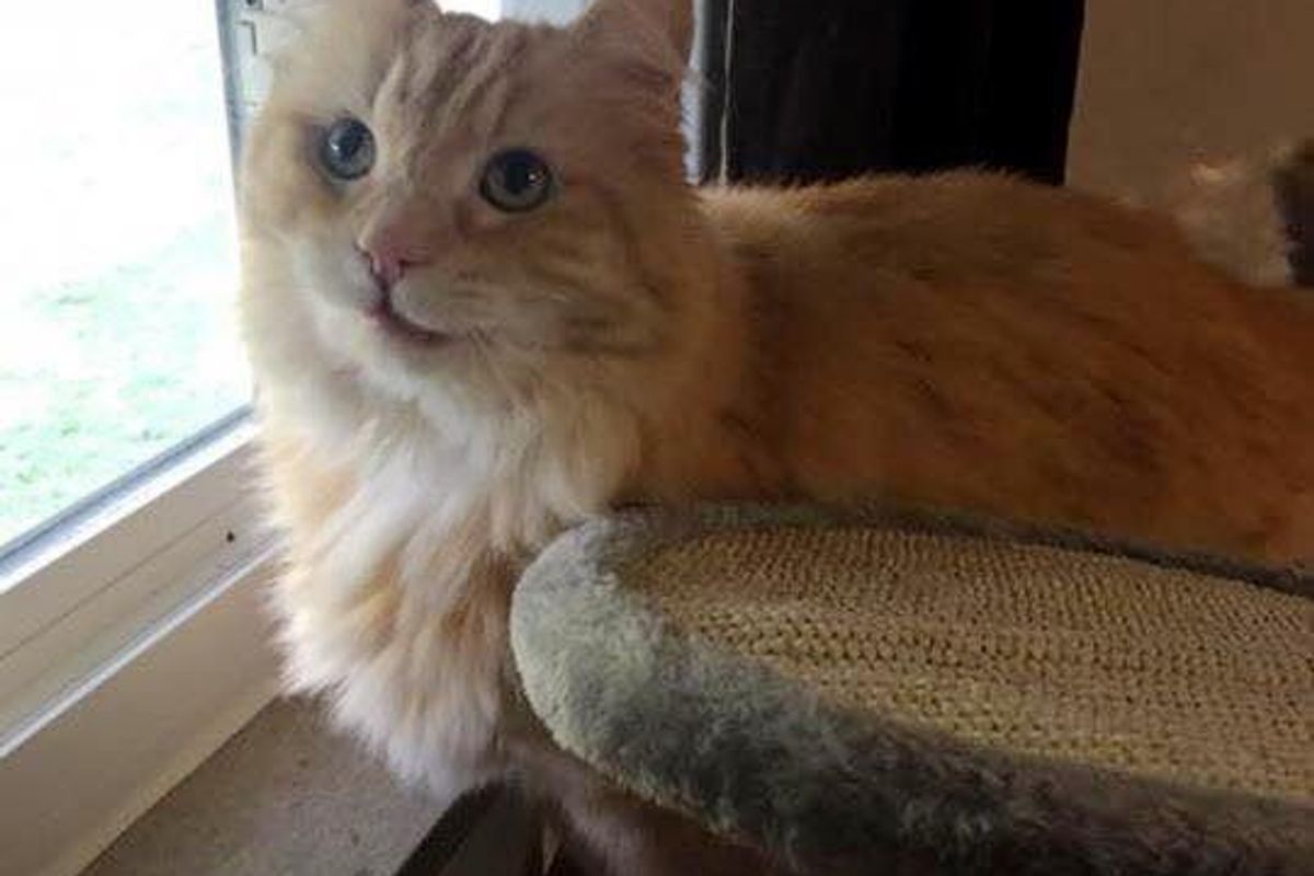 Cat Grieving Over His Old Owner Finds Happiness After Woman Saves Him from Shelter…