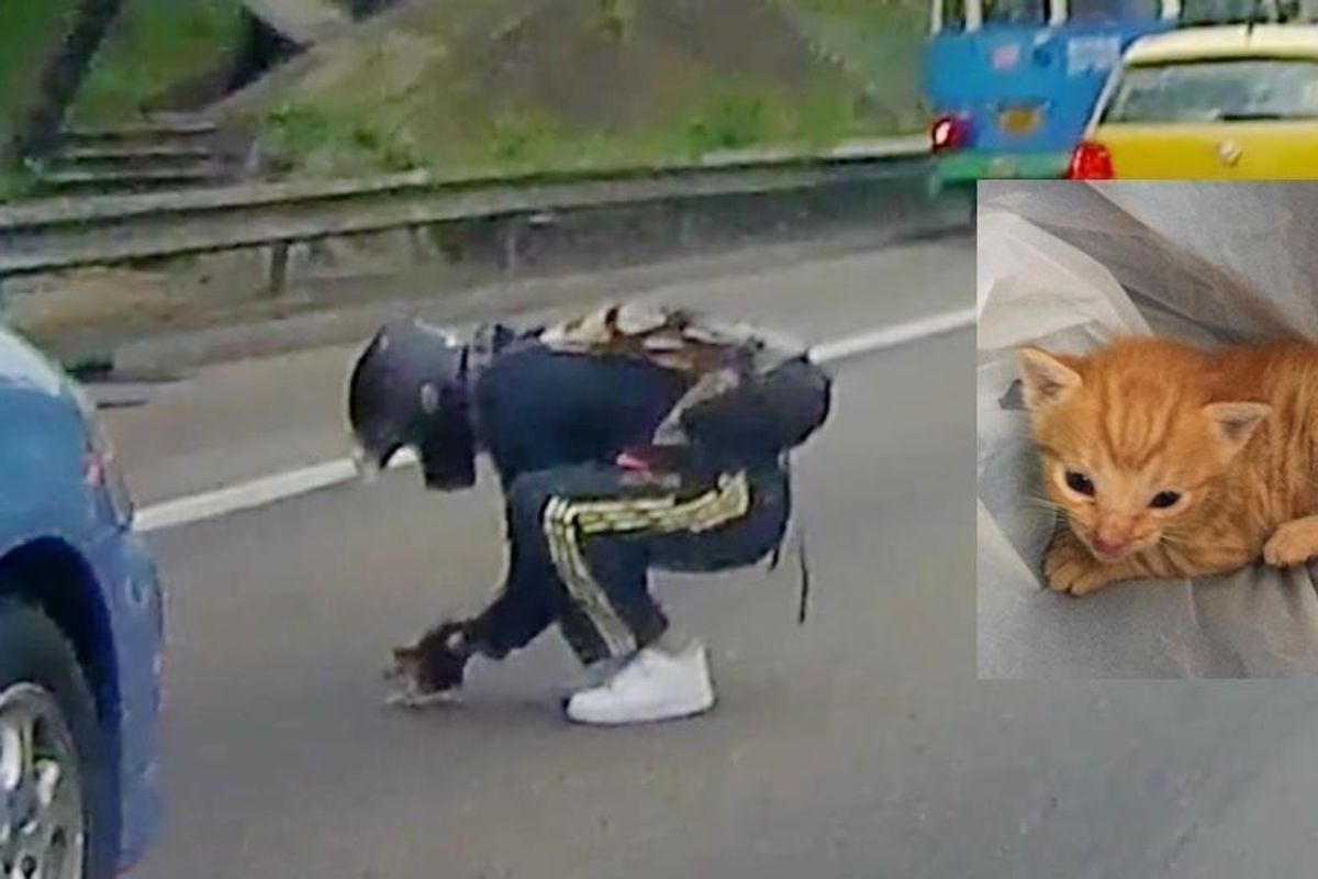 Man Stops Traffic to Save a Tiny Kitten in the Middle of Busy Road.. (with Updates)