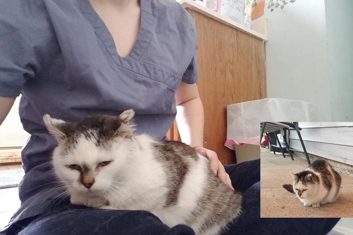 Cat Found Outside Bagel Shop Clings to Her Rescuer After She Saved Her Life…