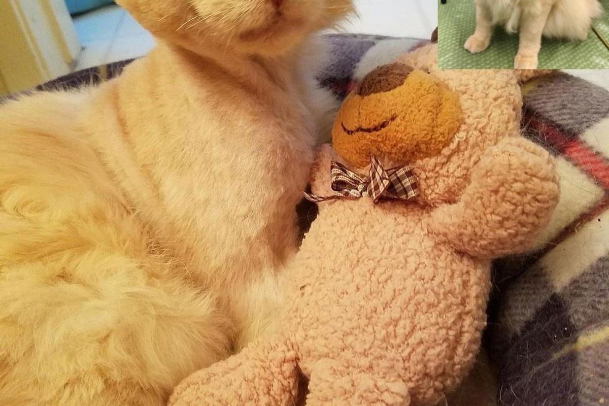 His Friendliness Almost Cost Him His Life, But This Cat Continues to Love and Trust.. (with Updates)