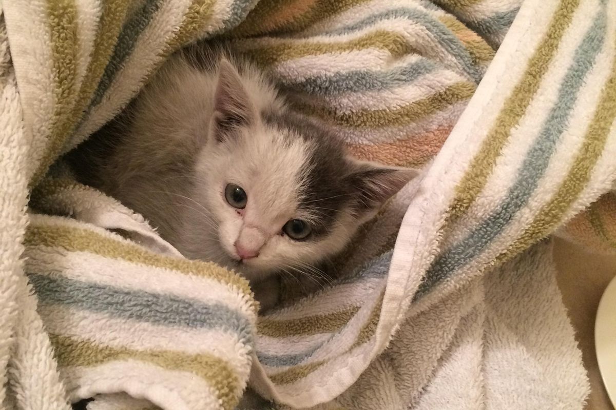 They Save Kitten From Car Engine and Turn Him into Lovable Couch Potato...