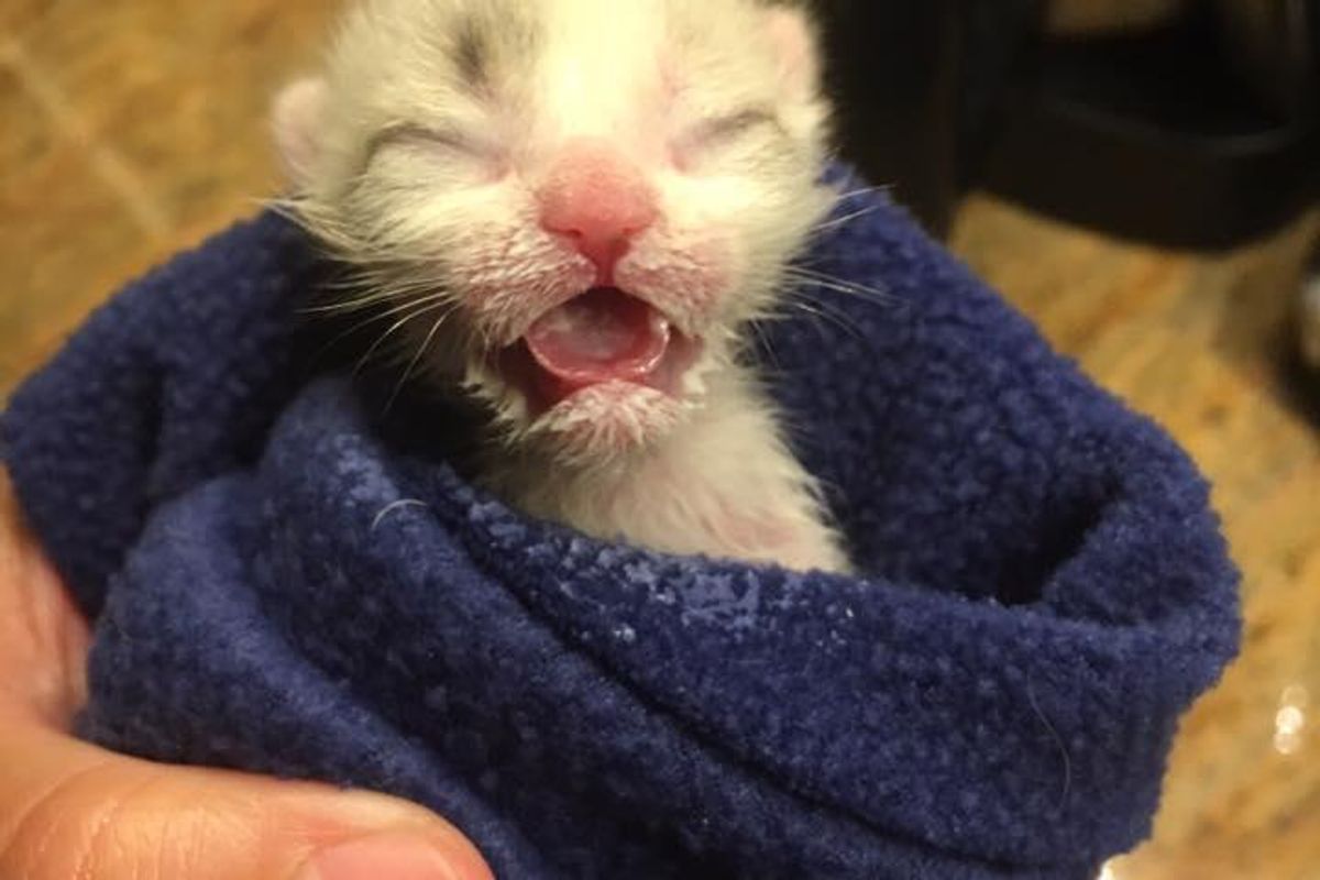 Mini Kitten with 'Kangaroo' Arms Finds Love from Another Cat Just like Him...