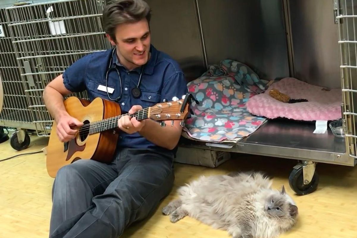 Vet Serenades Cat Patient to Comfort Her With Beautiful Song...