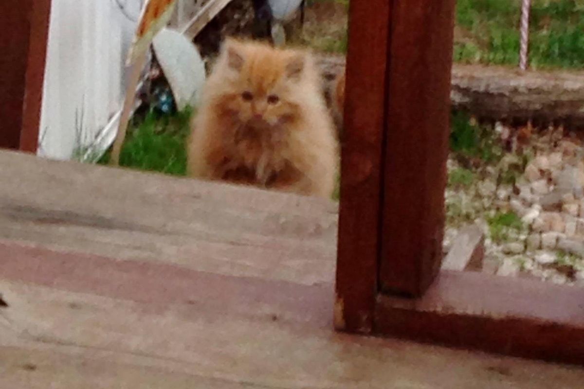 Fluffy Kitten Shows Up in Yard Looking for Food, His Life is About To Change Forever.