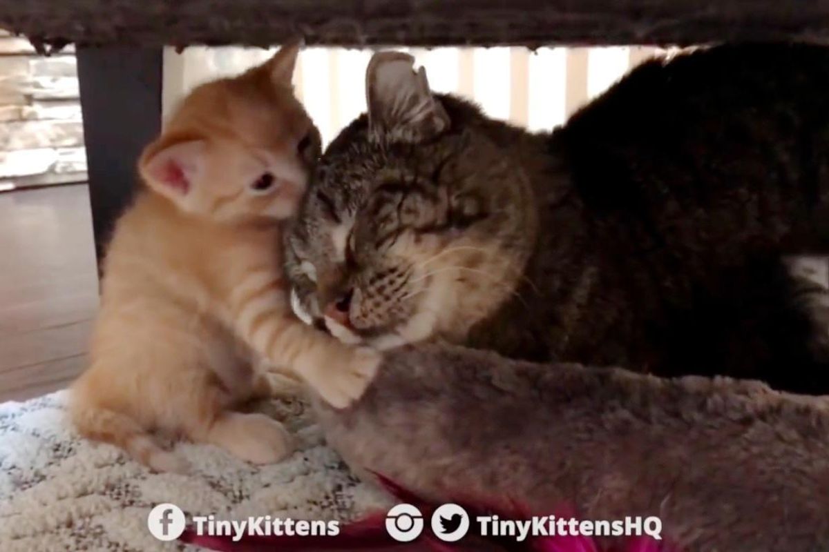 Fierce Feral Cat Meets Foster Kittens and Something Remarkable Happens...