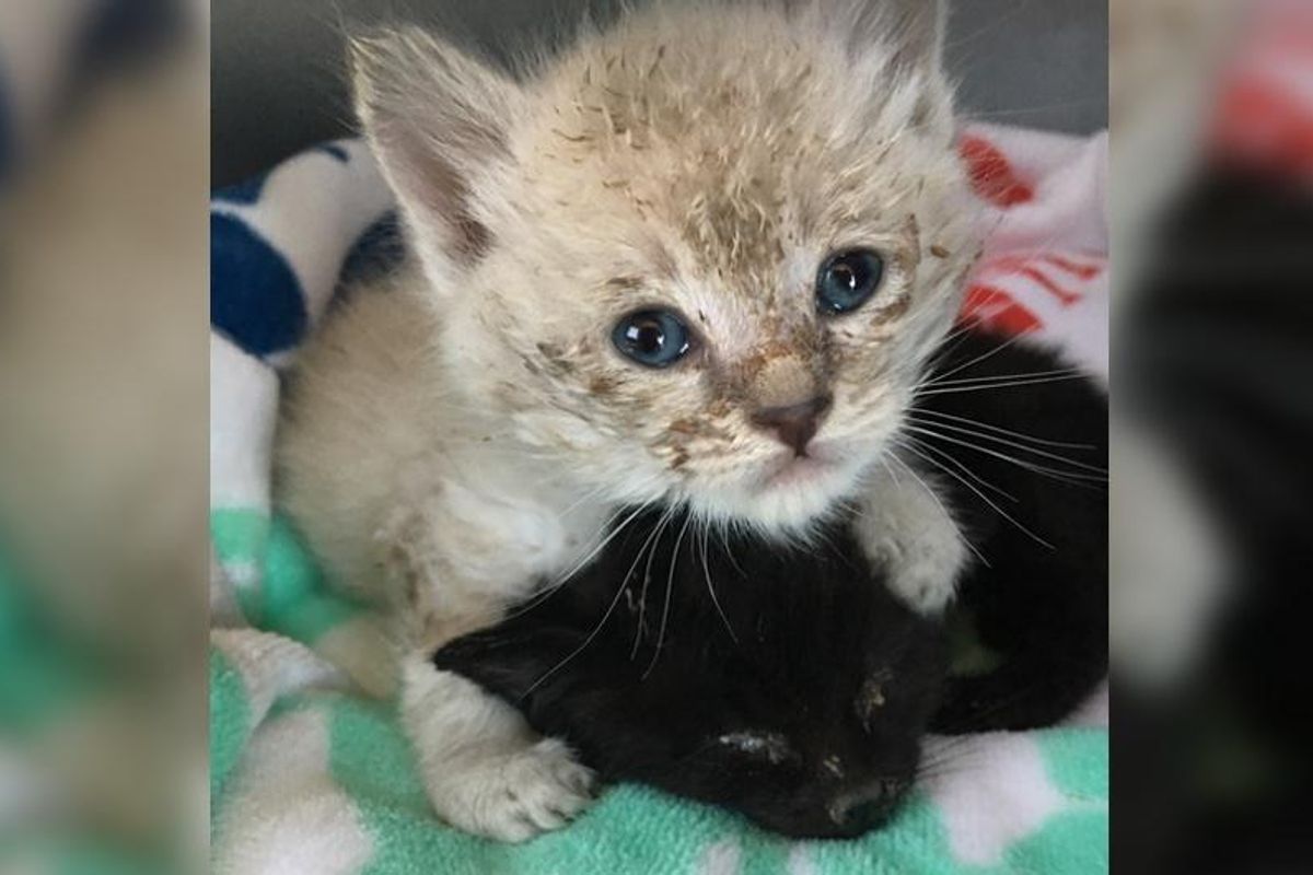 Kittens Found Behind Shed are Saved in Nick of Time, What a Difference A Few Hours Make!