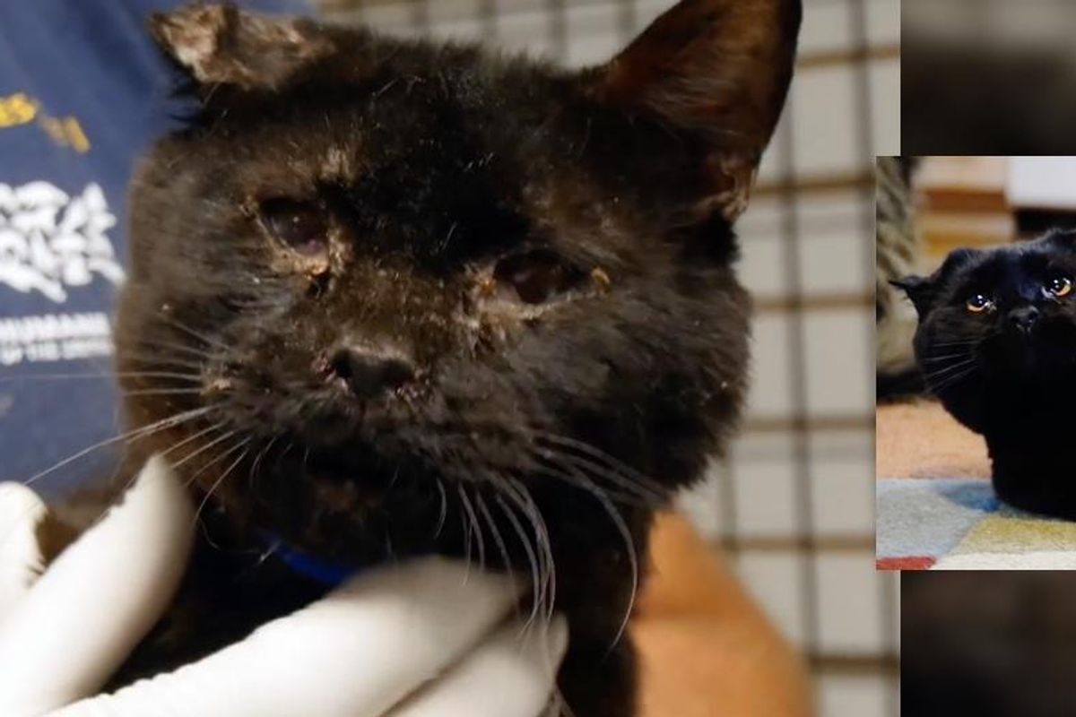 Cat Was in Such Bad Shape, They Called Him "Train-wreck", Now After Rescue...