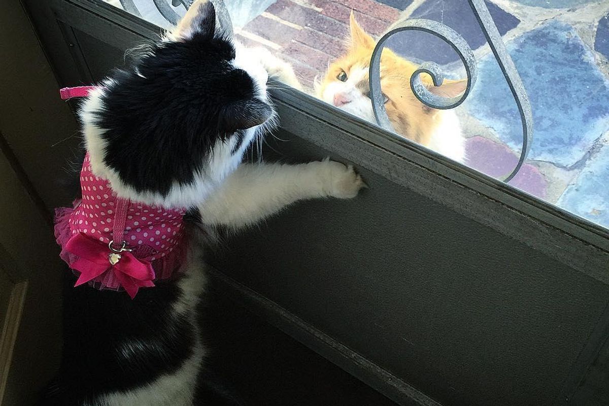 Neighbor's Cat Comes to See His Dream Girl Almost Every Day For Two Years...