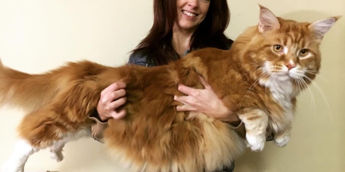 What is the Largest House Cat: Discover the Giant Feline Wonders