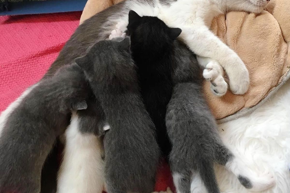 Stray Cat with Thumbs Surprises Rescuers with Litter of Kittens with Big Mittens...