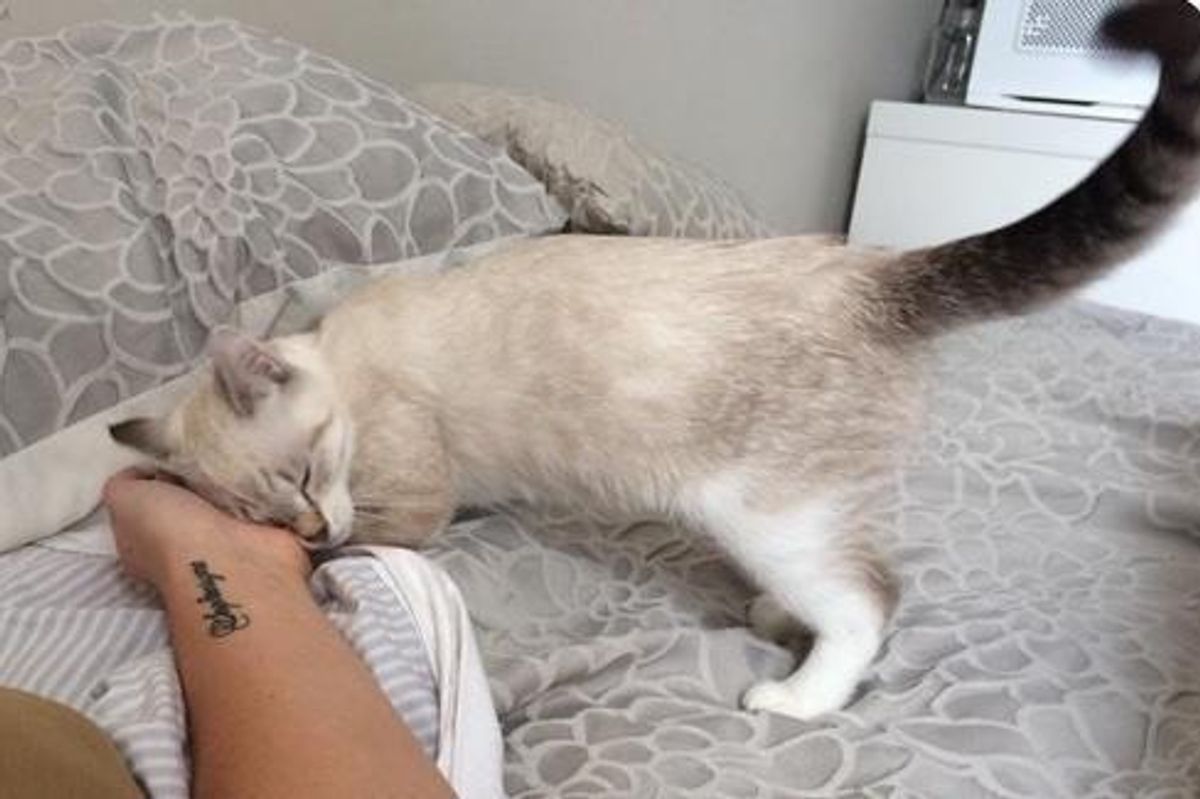 Vet Nurse Tries Not to Get Attached to Stray Kitten But the Kitty Has a Different Plan...