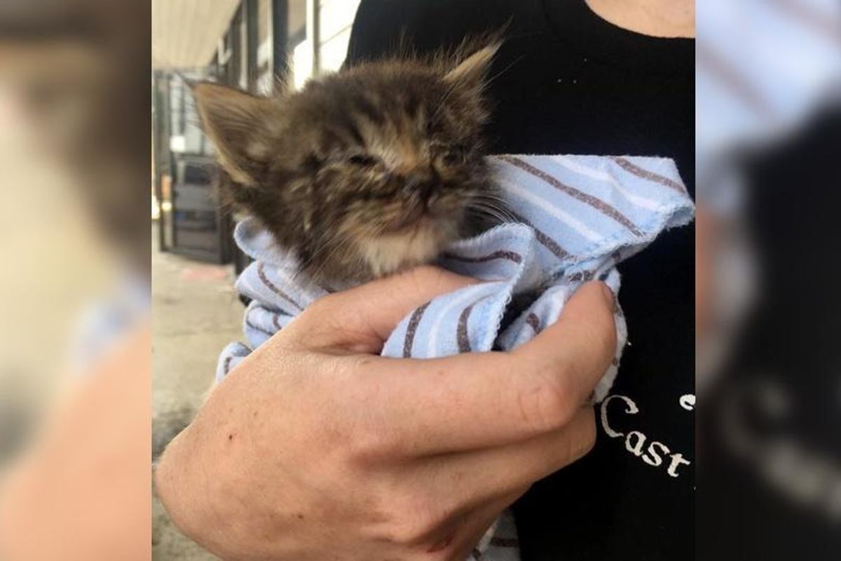 Kitten Gets Help to See, Surprises Her Rescuers with Her Big Adorable Eyes...