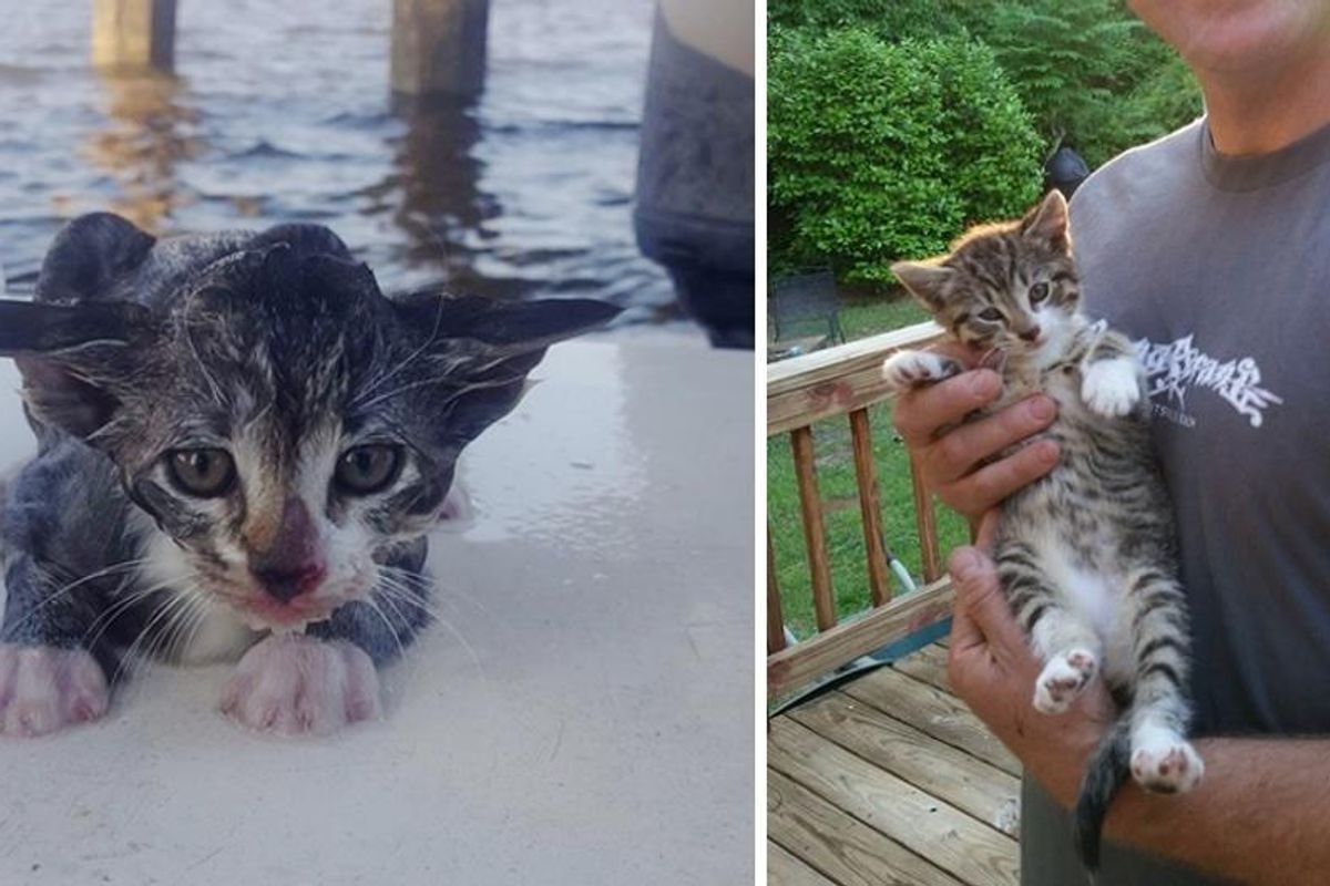 Underwater Bridge Inspectors Save Kitten from Drowning and Find Him a Home...